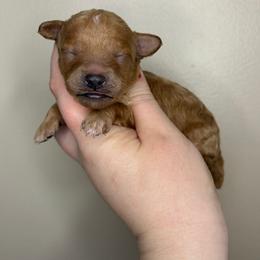 Archer - Apricot male Poodle puppy in Morehead, Kentucky from Paw Perfect Pets