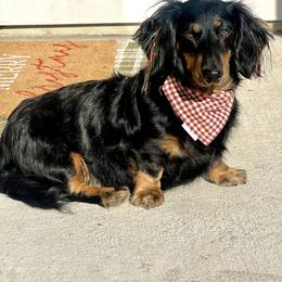 Ziggy - Dachshund
