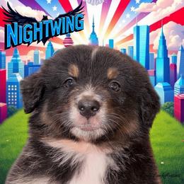 NIGHTWING-Black Tri Male - Black tri-color male Australian Shepherd puppy in Gainesville, Texas from Lady Luck Aussies