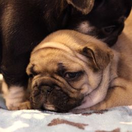 French Bulldog Puppies from North Idaho Frenchie Farm