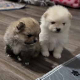 Pomeranian puppies from Ruby's Pomeranians