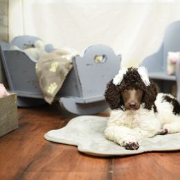 Poodle Puppies from Flourishing Fancies