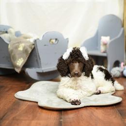 Poodle Puppies from Flourishing Fancies