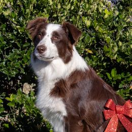 Kensi - Australian Shepherd