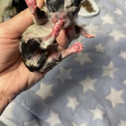 Granite - Blue merle female Pomeranian puppy in Franklin, North Carolina from A&J Cutie Pawtooties