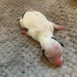 Girl 2 - Parti female Poodle puppy in Haddam, Kansas from Golden B Acres