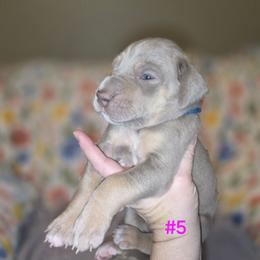 Great Dane Puppies from Heartfelt Danes