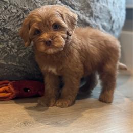 Kona - Caramel female Australian Labradoodle puppy in Nashville, Tennessee from SF Australian Labradoodles