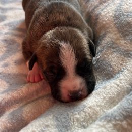 Boy 5 - Brown brindle American Staffordshire Terrier puppy in Byron, Georgia from Lelani