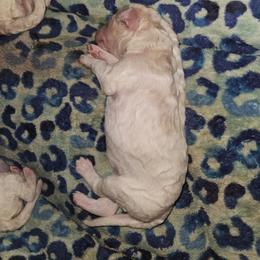 Bubbles(apricot) - Parti female Poodle puppy in Snowflake, Arizona from TaylorMade Standard Poodles