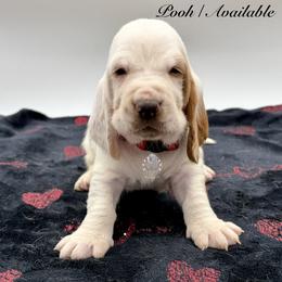 Pooh - Red and white male Basset Hound puppy in Dingess, West Virginia from Tuckers' Howling Hounds