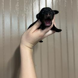Bella - Black and cream female Dachshund puppy in Nashville, Arkansas from Cuddles n Curls