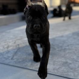 Red Collar Girl - Black female Cane Corso puppy in Murrieta, California from KJ Cane Corso