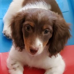 Dachshunds from Beckey's Teenie Weenies
