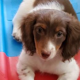 Dachshunds from Beckey's Teenie Weenies