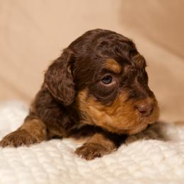 Amora (Mauve) - Phantom female Goldendoodle puppy in Palmetto Bay, Florida from SOMIDOODLES
