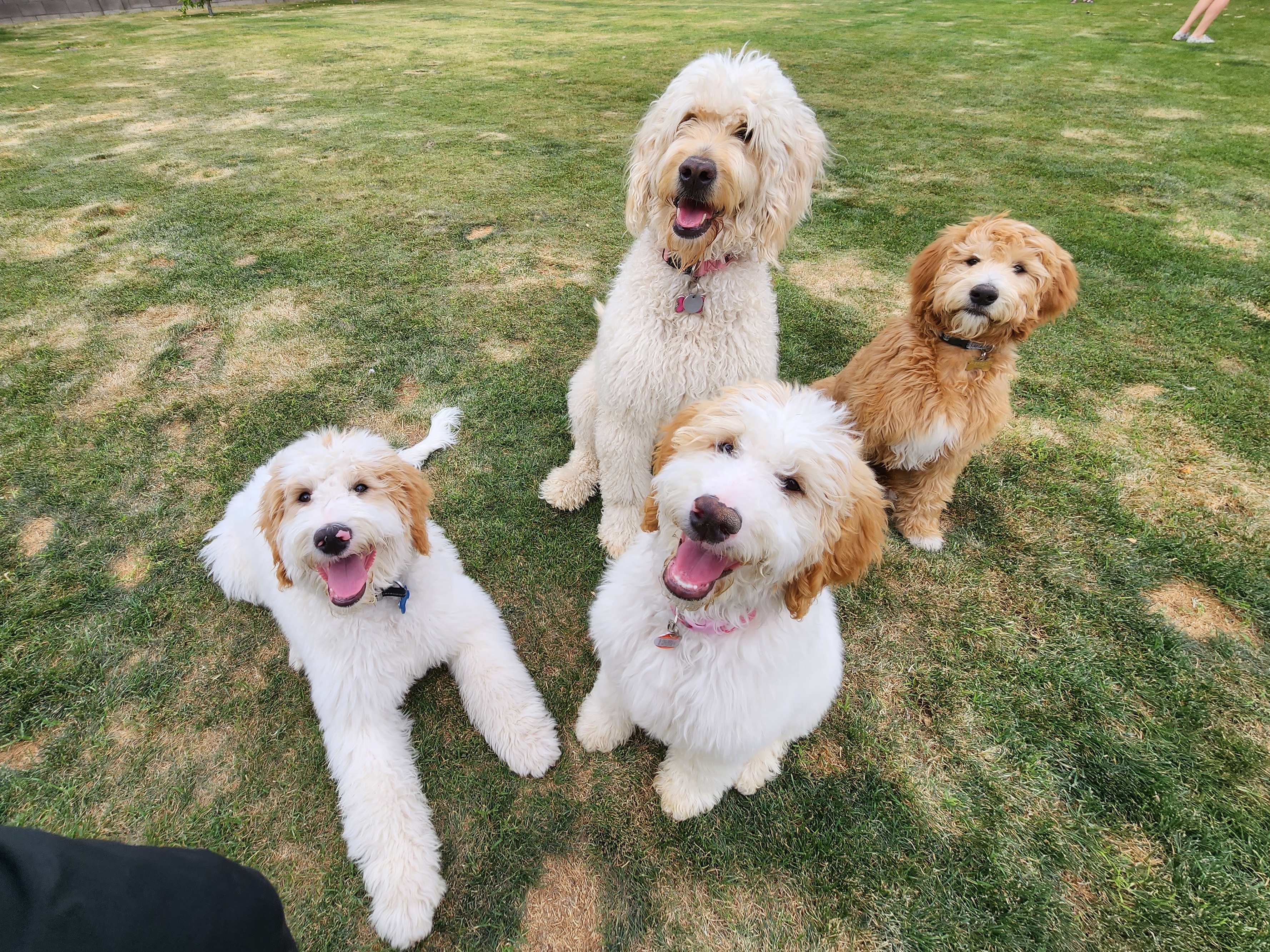 Goldendoodle All Grown Up from Evergreen Doodles