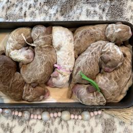 Selah - Red  female Goldendoodle puppy in Knoxville, Tennessee from Graystone Doodles