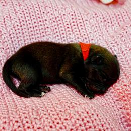 Lyanna - Fawn female Belgian Malinois puppy in Baltimore, Maryland from Abenteurer German Shepherds & Belgian Malinois