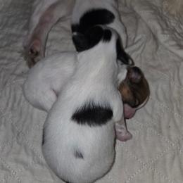 Darla's boy 2 - White black and tan male Papillon puppy in Forest City, North Carolina from Eastern Papillions