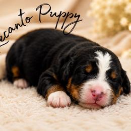 Coming Soon - Tri-color male Bernedoodle puppy in Lecanto, Florida from Lecanto Puppy