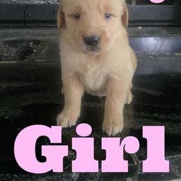 Candy - Golden female Golden Retriever puppy in 3446 E 600 N, Indiana from Precious Golden's