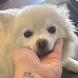 Pomeranian puppies from Pomeranian Puppies