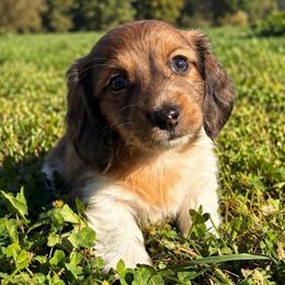 Alcide - Red male Dachshund puppy in Greenup, Kentucky from Tygart Creek Dachshunds