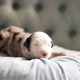 Blueberry pie - Blue merle male Miniature American Shepherd puppy in Groesbeck, Texas from Epic Miniature American Shepherds