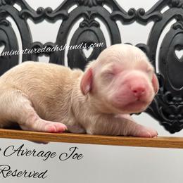 Nacho Average Joe - Cream male Dachshund puppy in Montevallo, Alabama from Mallard's Miniature Dachshunds