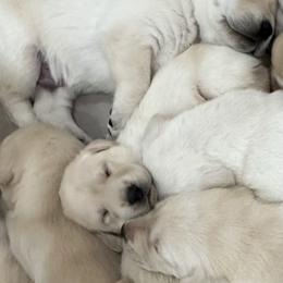 Labrador Retriever Puppies from Luvable AZ Labs