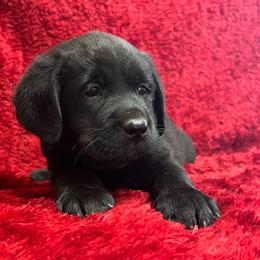 Black Female - Black female Labrador Retriever puppy in Beaverdam, Virginia from Gold Heart Labradors