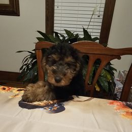 Puppy 4 - Black and tan female Welsh Terrier puppy in Salem, Indiana from Walnut Ridge Terriers