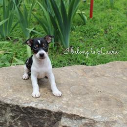 Dutton - Black and white male Teddy Roosevelt Terrier puppy in Knightstown, Indiana from Boles Family Farm
