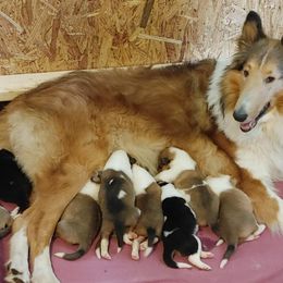 Collie Puppies from Miles Collies