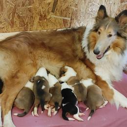 Collie Puppies from Miles Collies