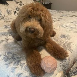 Goldendoodles from Paradise Ranch Puppies