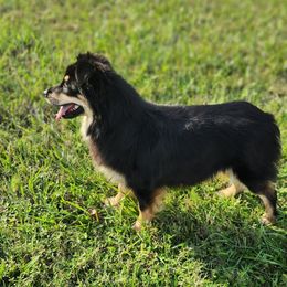 Skye - Miniature Australian Shepherd