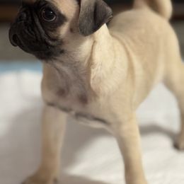 Kirby - Fawn male Pug puppy in Olin, North Carolina from Piggy Pugs