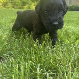 Gray Collar Boy - Black male Giant Schnauzer puppy in Evendale, Ohio from Queen City Giant Schnauzers