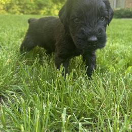 Gray Collar Boy - Black male Giant Schnauzer puppy in Evendale, Ohio from Queen City Giant Schnauzers