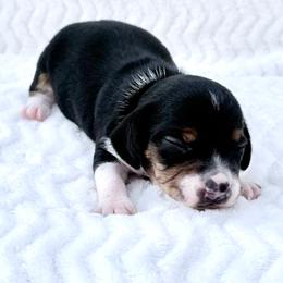 Pocket Besgle Male - Black white and tan male Beagle puppy in Gentry, Arkansas from HC Puppy Ranch