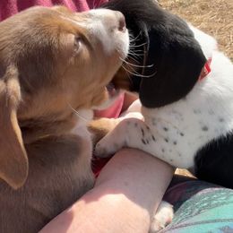 Beagle Puppies from Hales Little Beagle Haven