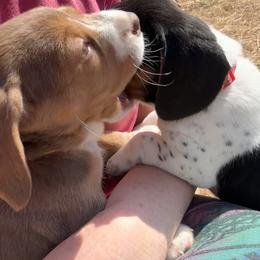 Beagle Puppies from Hales Little Beagle Haven