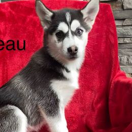 Beau - Black and white Pomsky puppy in Prescott, Arizona from Preskitt Pomskies