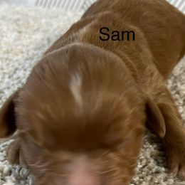 Sam - Red male Cavapoo puppy in Lebanon, Missouri from Cobbs Creek Canines
