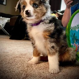 Miniature Australian Shepherd Puppies from Broken T Australian Shepherds