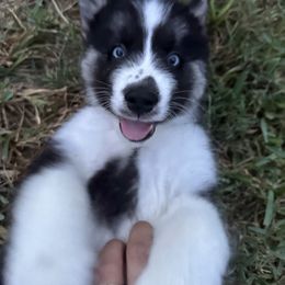 Siberian Husky Puppies from The Rulon Den
