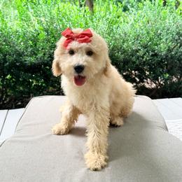 Junie - Cream female Goldendoodle puppy in Goldsboro, North Carolina from The Grantham House