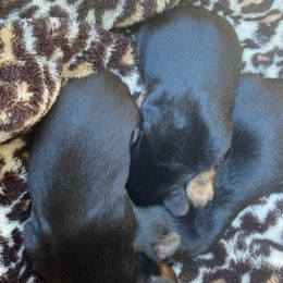 Yorkshire Terriers from Feliza's Yorkshire Terriers